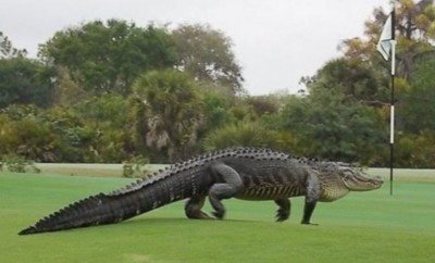 monster florida alligator